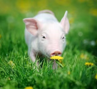 猪水肿病和链球菌引起的神经症状区别