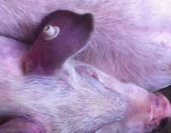 导致蓝耳免疫失败的4大原因及对策