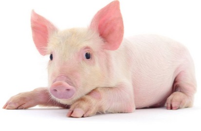 猪价大面积上涨！【明天猪价】8月21日全国猪价涨跌表！