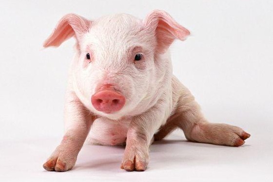 中央一声令下：“先破后立”，大涨、暴涨开始！价格“失控”，大幅上涨1500元！