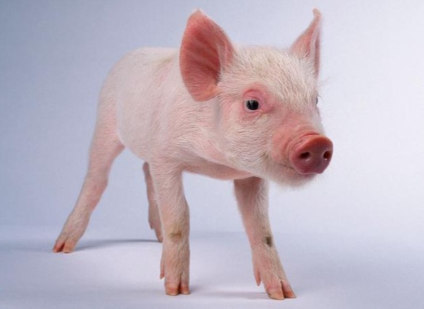 肉牛市场监测报告（20240819）：猪肉牛肉的价格持续回升