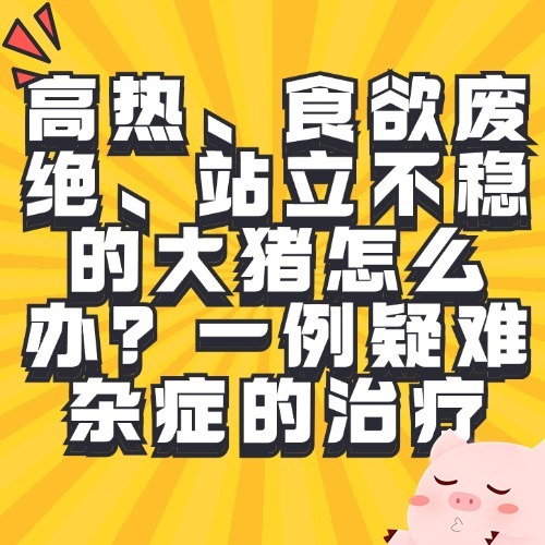 高热、食欲废绝、站立不稳的大猪怎么办？一例疑难杂症的治疗