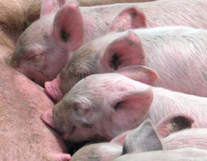 肉类资讯丨国家发改委：短期猪价将进入平稳运行状态