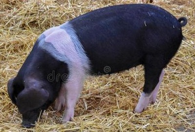 4连跌后“猛抬头”，猪价上涨“势如破竹”！附：8月21日猪价