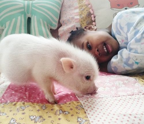 惨不忍睹！市场博弈，猪价显著回落！