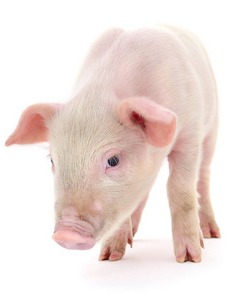 猪价大涨！【明天猪价】8月22日全国猪价涨跌表！