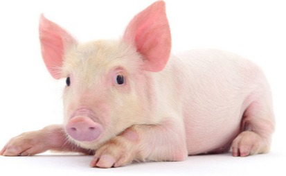 农产品 | 国内菜系短期或延续底部区间震荡走势