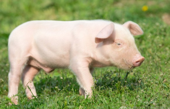 白条猪肉：价格或止跌回稳 26.33 元/公斤