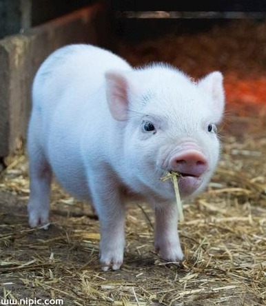 猪价风向有变！【明天猪价】8月23日全国猪价涨跌表！