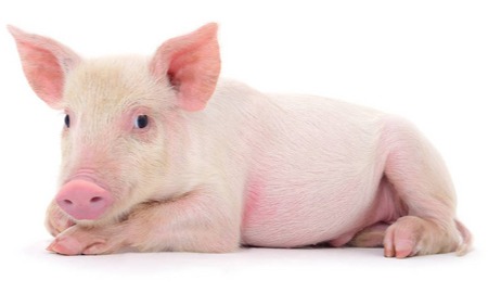 一夜大跌！猪价“惨绿”！这波涨势真到头了？发改委发文：缺猪局面不改，后市仍有上涨的可能......