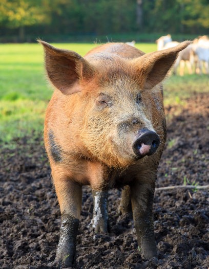 仔猪价格连8周回落，生猪价格再创年内新高，预计短期猪价有回调风险，9月继续保持高位——山东省2024