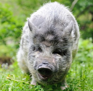 一周国际动物疫情动态（2024年8月10-16日）