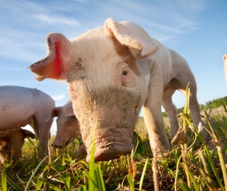 2024年下半年猪价展望：养殖户有望迎来1000元利润盛宴！