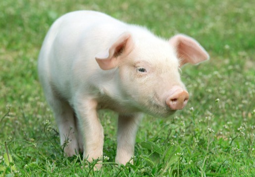 鸡蛋、玉米淀粉、生猪期权今天上市交易