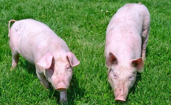 好消息！猪价回调？放心！3大原因决定2024年猪价会很好！