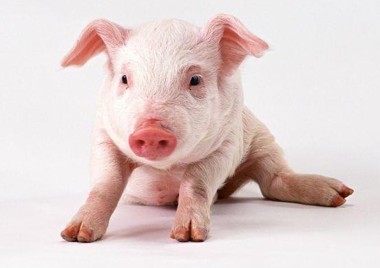 一支青霉素解决所有的猪病