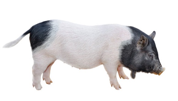 猪料里加小苏打有什么好处？比例是多少