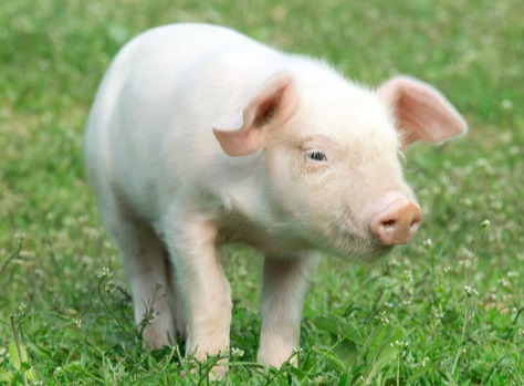 猪胀气，死亡，你遇见过吗？这个方法可以挽救