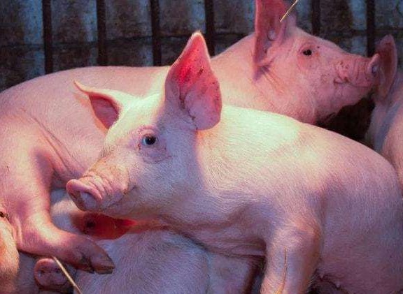 保育猪神经的治疗