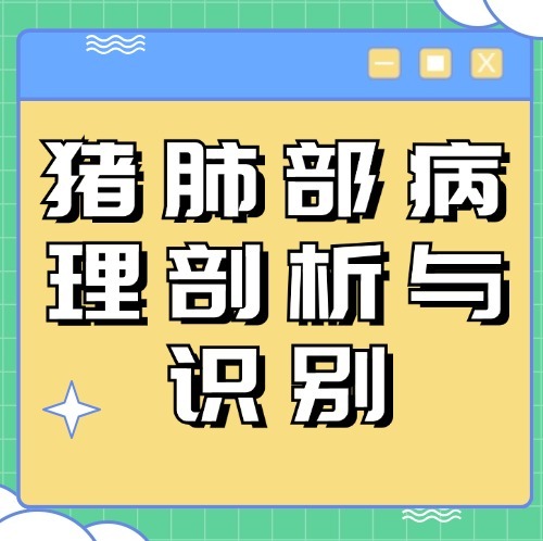 猪肺部病理剖析与识别