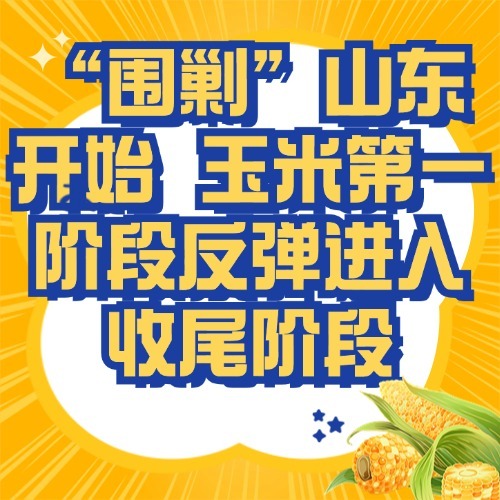 围剿”山东开始 玉米第一阶段反弹进入收尾阶段