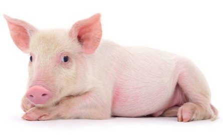 猪价调整！【明天猪价】8月28日全国猪价涨跌表！