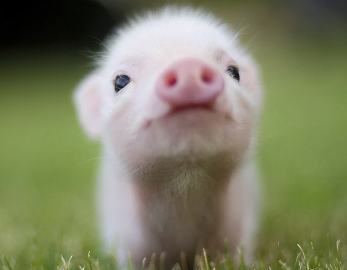 涨了！猪价上涨“突飞猛进”！17省市再度“飘红”！上涨能否持续？