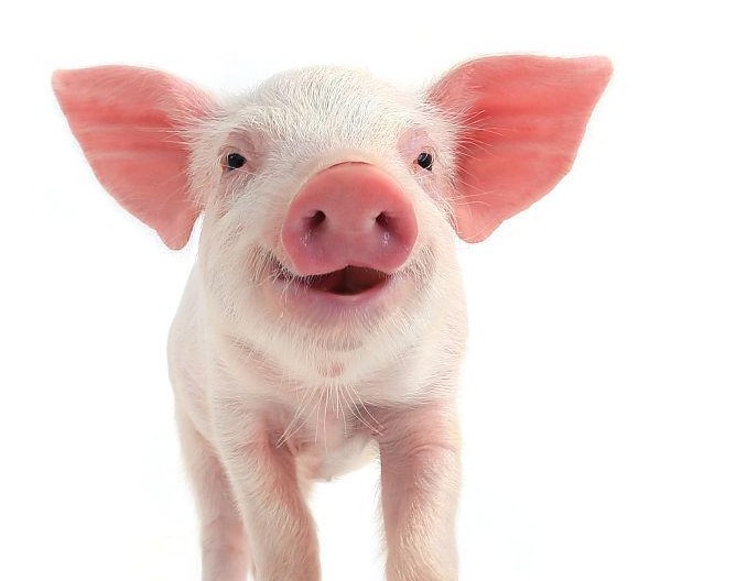 Mysteel解读：猪价反弹受阻，多空因素交织