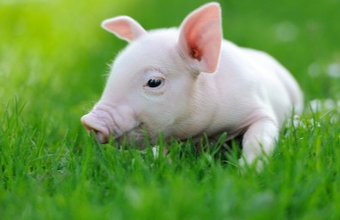 7月CPI公布，生猪养殖与现代农业备受关注