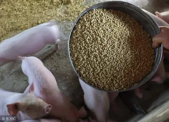 看懂猪粮比-养猪更容易（养猪学数据）