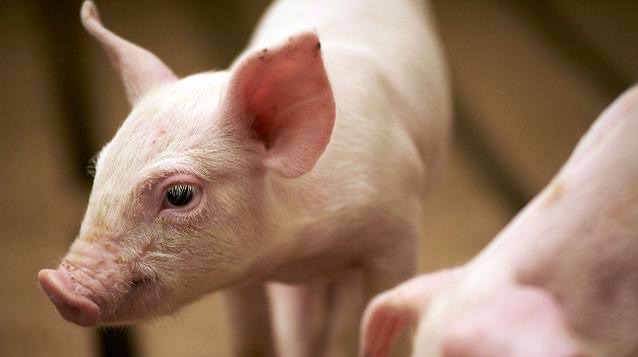 断奶猪分群有诀窍，猪群均匀应激小