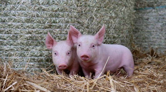 猪蓝耳病的防治措施（一）