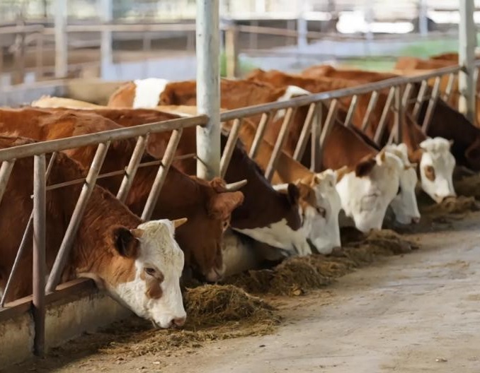 肉牛育肥对水质的要求