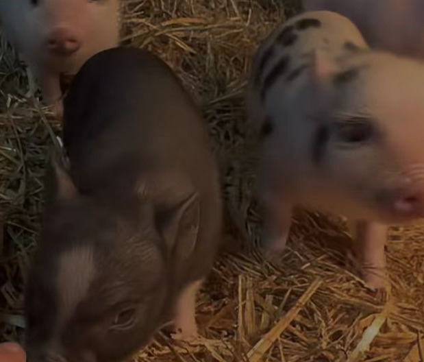 母猪难产巧处理