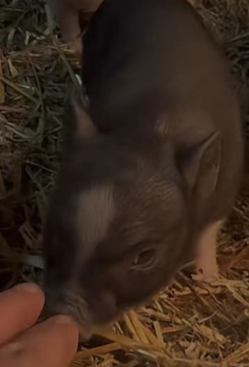 简单一针就可以让你的母猪白天产仔不再是难事！