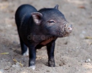 专家分析猪价：2024年底前猪价不可能大跌！