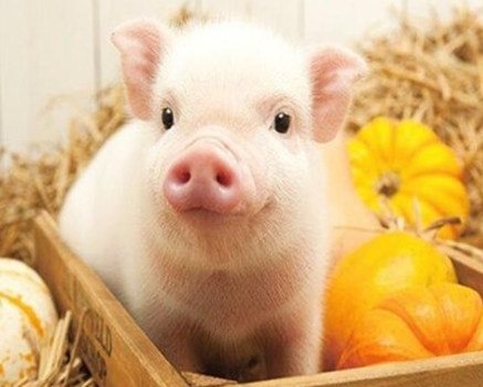 发改委：受学校开学提振，需求预期增加，但增量有限，供大于求局面延续，预计生猪周均价环比或继续下滑