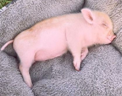 别急！反弹来了！附明日8.29全国猪价