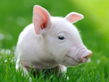 农产品 | 鸡蛋：全国鸡蛋价格多地稳定 部分上涨