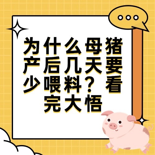为什么母猪产后几天要少喂料？看完大悟
