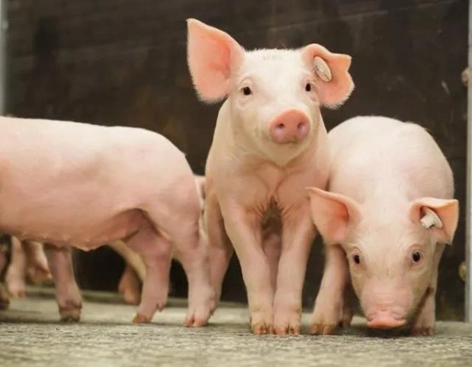 生猪：如何看待生猪9月行情？