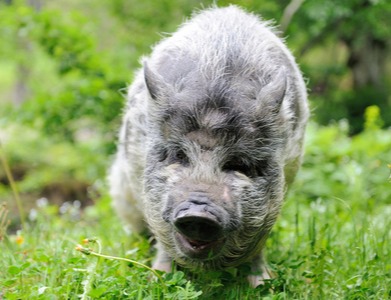 短期猪价或频繁涨跌震荡调整为主