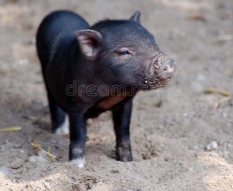 轮储1.58万吨！8月下旬生猪价格环比降，下半年养猪还能挣钱吗？