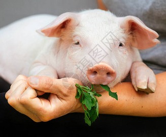 9月5日猪价：二育搅动市场，猪价涨跌来回切换，9月猪价谁托底？