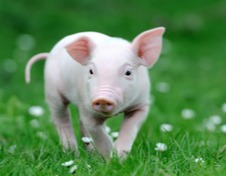 “猪”事早知道｜最新生猪均价20.05元/公斤，机构：年内生猪供需缺口