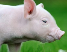 生猪：仔猪价跌，后市或有支撑 2411偏强