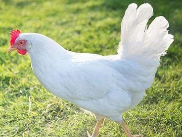 2024年9月6日全国白羽肉毛鸡价格汇总