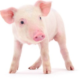 猪价上涨！【明天猪价】9月12日全国猪价涨跌表！