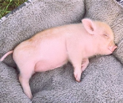 仔猪大战，一触即发！！！