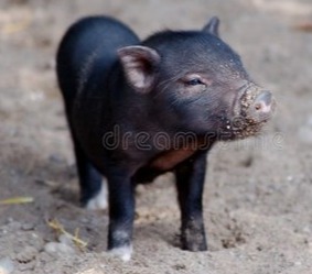 一夜“飞天”，猪价涨得“一塌糊涂”！附：9月11日猪价